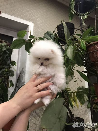 Щенки шпица