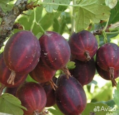 Саженцы крыжовника