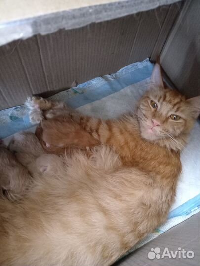 Резерв на котят