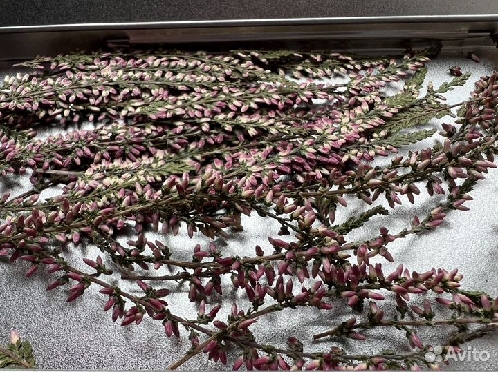 Вереск, сухоцветы для творчества, гербарий