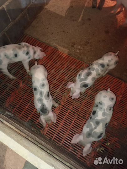 Поросята пьетрен-макстер