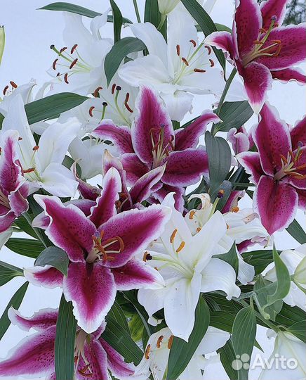 Доставка розы в корзине