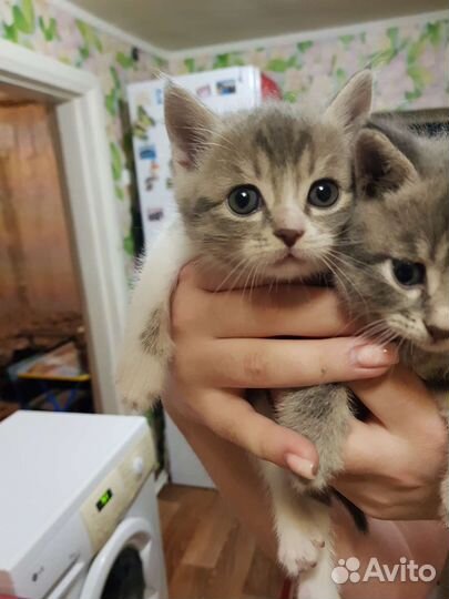 Котики бесплатно в добрые руки