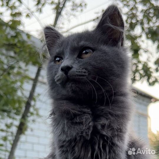Котята бесплатно