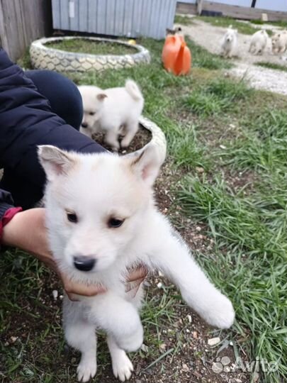 Щенки западно сибирской лайки