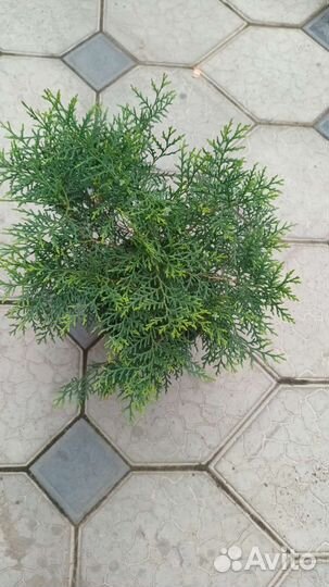 Хвойные рассады в горшках