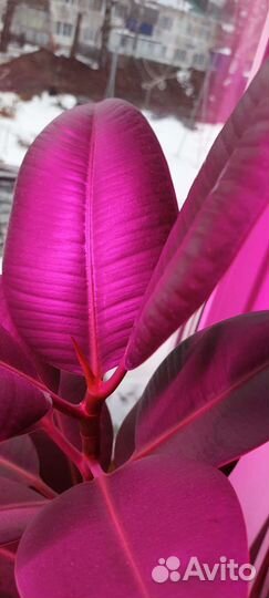 Фикус с 5литровым горшком