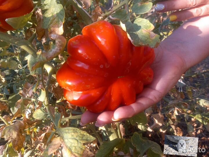 Сибирская гармошка помидор из СССР