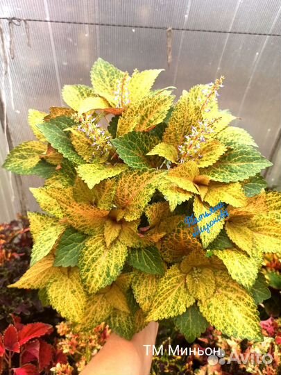 Колеусы вегетативные /2