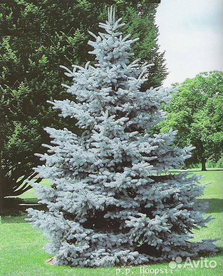 Ель голубая 1 м