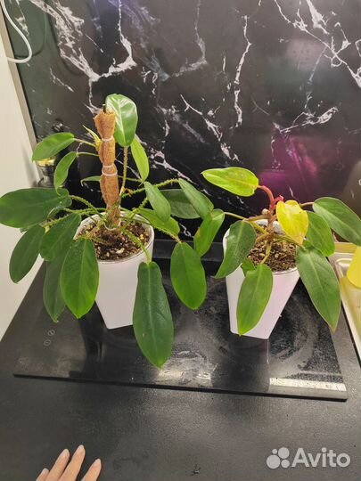 Филодендроны