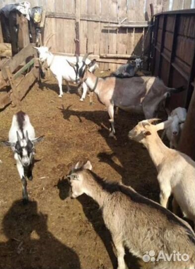 Коз дойных