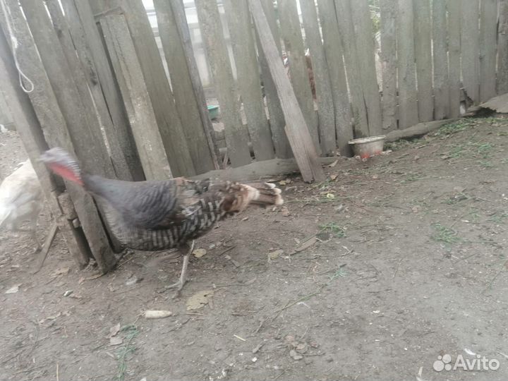 Продам индюков