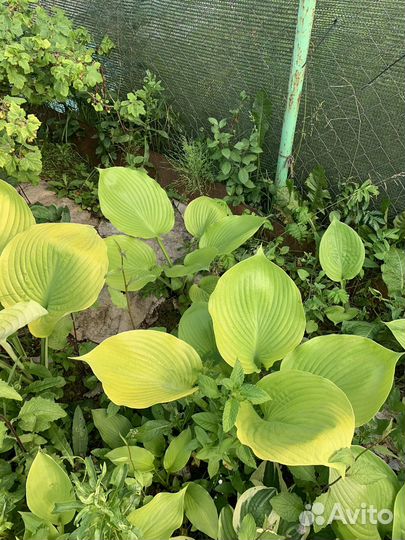 Хоста, астильба, пионы, гейхеры и т.д