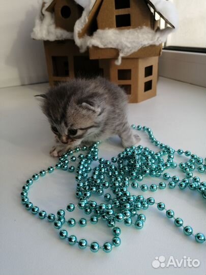 Милые котята