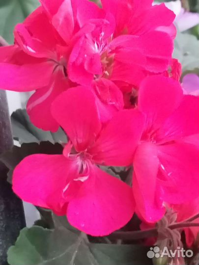 Пеларгония герань сортовая