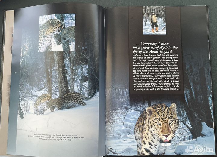 Подарочная книга По следам пятнистой пантеры. хбр