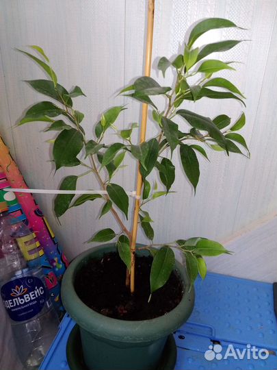 Фикус Бенджамина