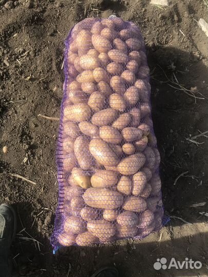 Картофель Рикардо, Ред Леди, Королева Анна