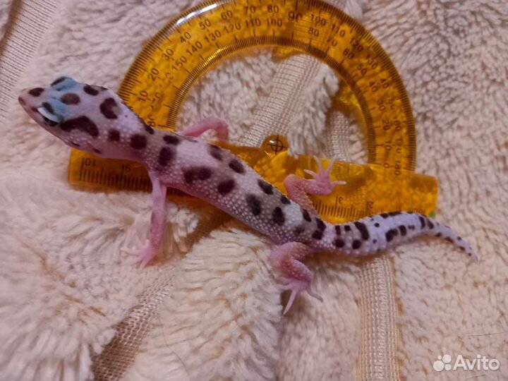 Геккон эублефар самка