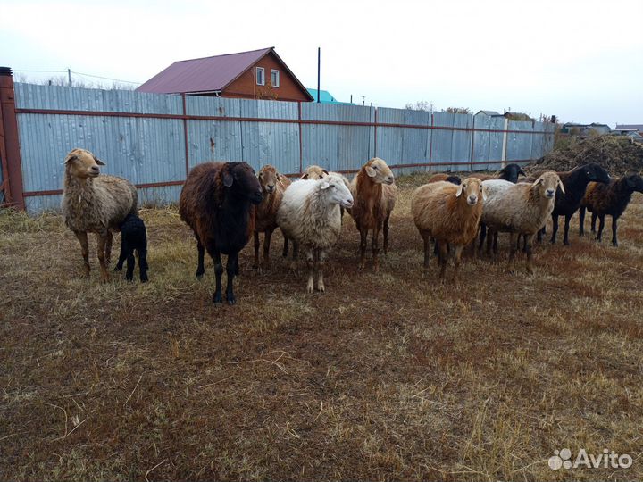 Овцы бараны ягнята