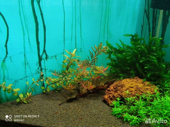 Аквариумные растения, рыбки и креветки