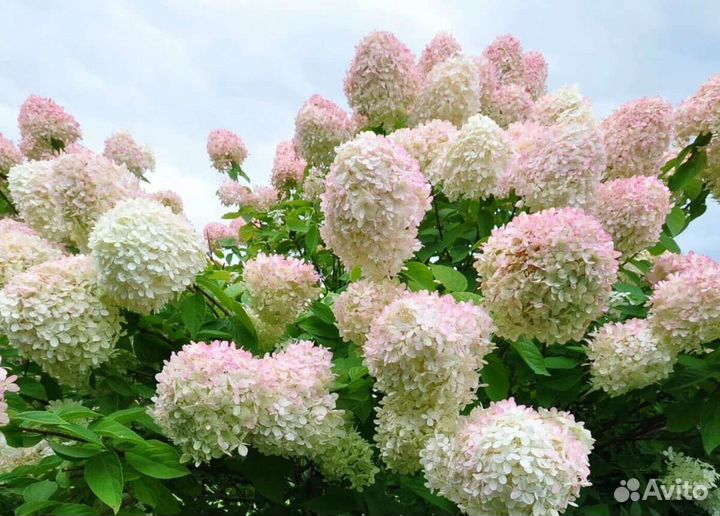 Гортензия Сильвер долларsilver Dollar