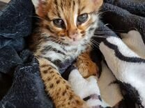 Азиатский леопардовый кот