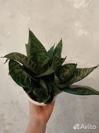 Сансевиерия