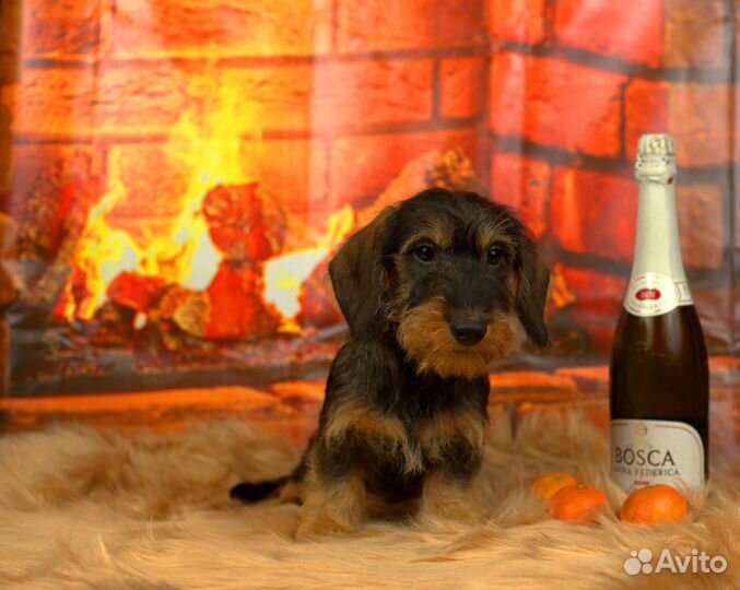 Жесткошерстная такса стандартная