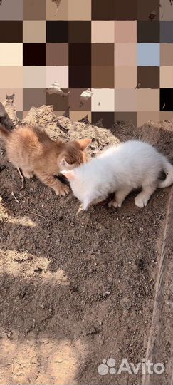 Анатолийская кошка