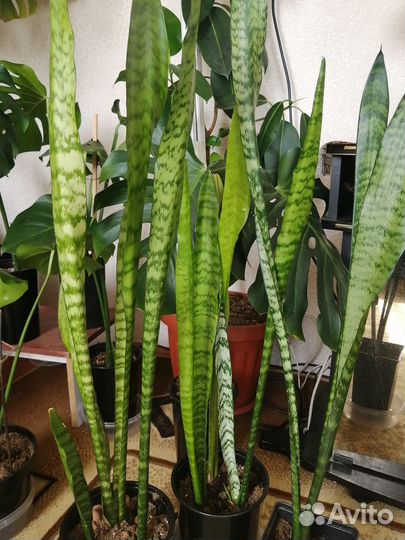 Комнатные растения цветы большие