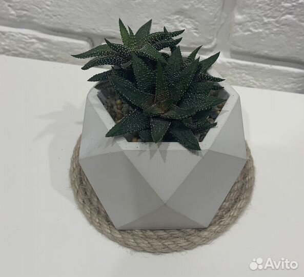 Хавортия с кашпо