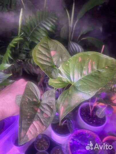 Сингониум Red Spot