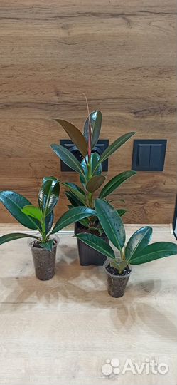 Фикус эластика мелани