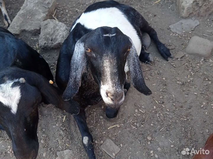 Нубийские козы