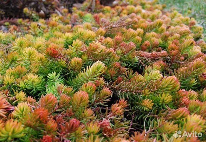 Очиток ангелина