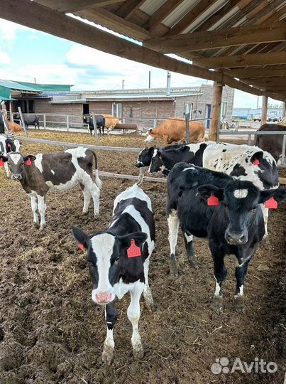 Бычки, телята на корм