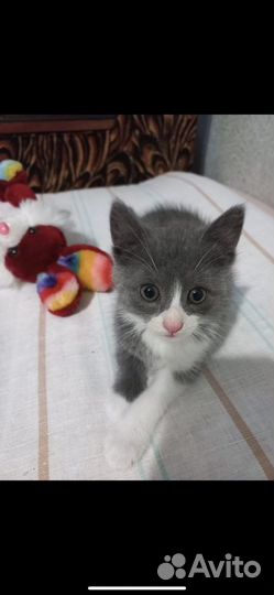 Кошки в добрые руки бесплатно