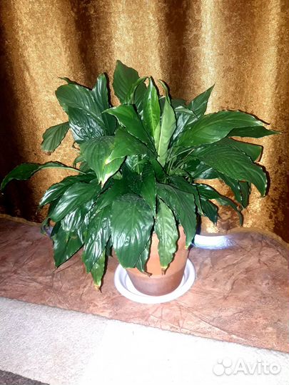 Комнатные цветы