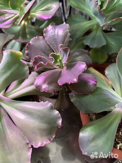 Набор огромных эхеверий