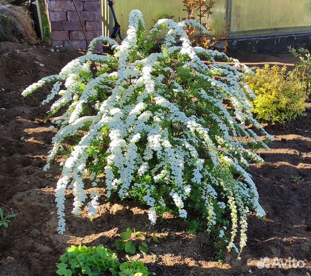 Спирея серая, пузыреплодник