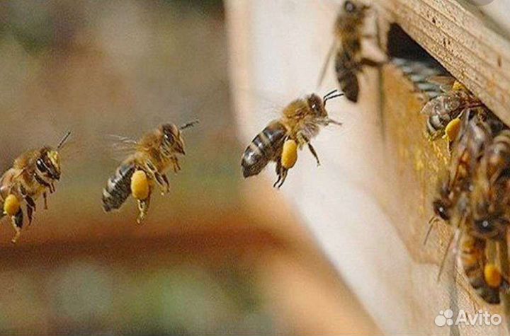 Пчелы