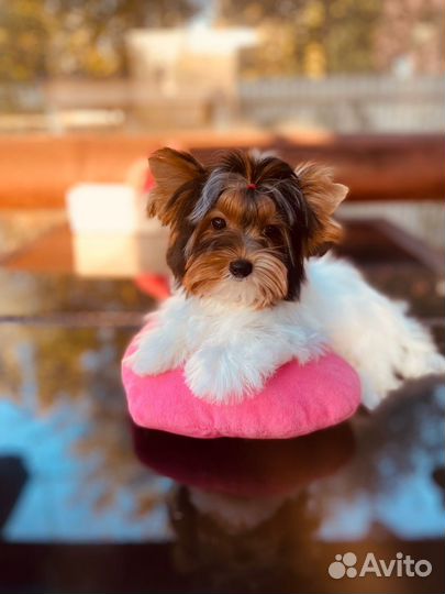 Цветные Йорки, шоколад, бивер