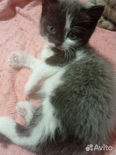 Кошки в добрые руки