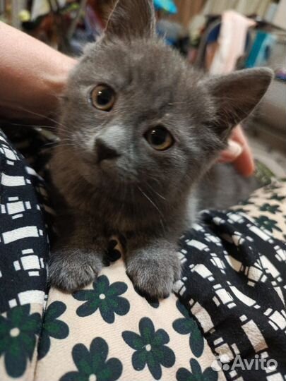 Котята
