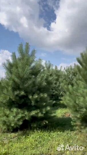 Сосна стриженная 220см
