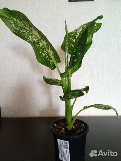 Диффенбахия