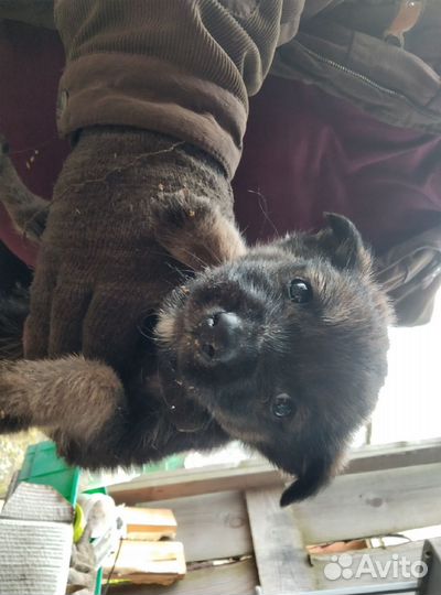 Отдам в добрые руки щенят