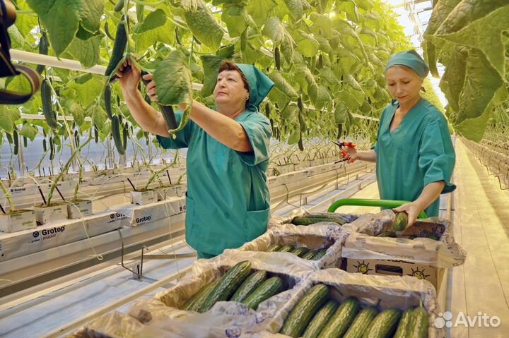 Сборщик овощей в тепличный комплекс вахта